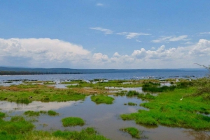Excursion d'une journée : parc national du lac Nakuru et lac Naivasha