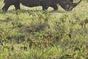 Excursion d'une journée : parc national du lac Nakuru et lac Naivasha