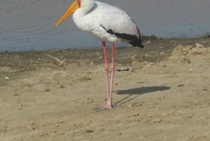 Excursion d'une journée : parc national du lac Nakuru et lac Naivasha