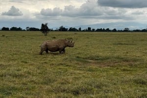 Excursion d'une journée : parc national du lac Nakuru et lac Naivasha