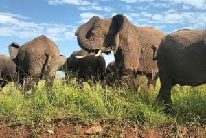 Excursion d'une journée : parc national du lac Nakuru et lac Naivasha