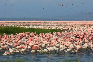 Day Trip Lake Nakuru National Park