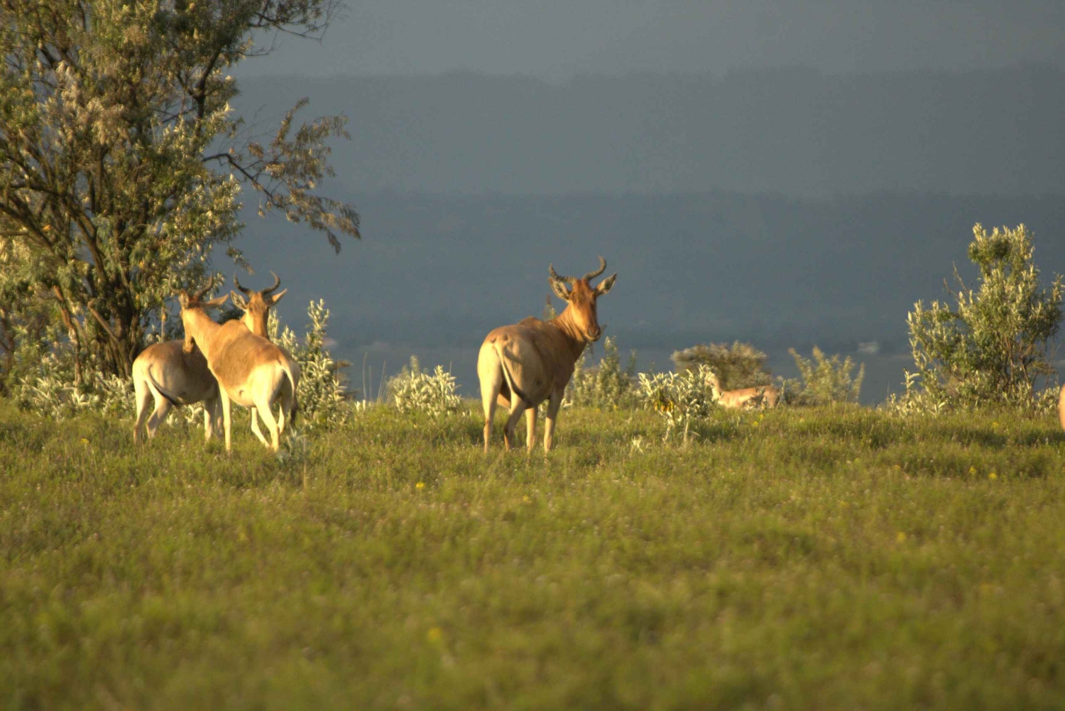 Wycieczka 1-dniowa: Wycieczka na górę Longonot i rejs łodzią po jeziorze Naivasha