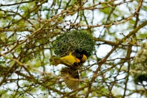 Excursion d'une journée : Randonnée au Mont Longonot et tour en bateau sur le lac Naivasha