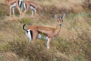 Excursion d'une journée : Randonnée au Mont Longonot et tour en bateau sur le lac Naivasha