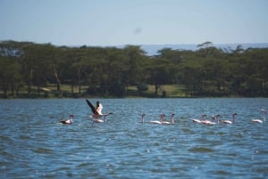 Excursion d'une journée : Randonnée au Mont Longonot et tour en bateau sur le lac Naivasha