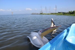 Excursion d'une journée : Randonnée au Mont Longonot et tour en bateau sur le lac Naivasha