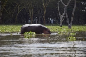 Excursion d'une journée : Randonnée au Mont Longonot et tour en bateau sur le lac Naivasha