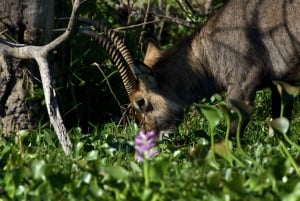 Excursion d'une journée : Randonnée au Mont Longonot et tour en bateau sur le lac Naivasha