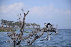 Excursion d'une journée : Randonnée au Mont Longonot et tour en bateau sur le lac Naivasha