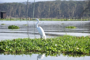 Excursion d'une journée : Randonnée au Mont Longonot et tour en bateau sur le lac Naivasha