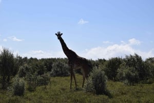Excursion d'une journée : Randonnée au Mont Longonot et tour en bateau sur le lac Naivasha