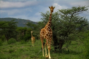 Wycieczka 1-dniowa: Wycieczka na górę Longonot i rejs łodzią po jeziorze Naivasha