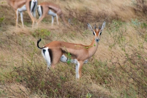 Wycieczka 1-dniowa: Wycieczka na górę Longonot i rejs łodzią po jeziorze Naivasha