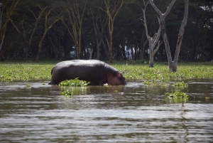Wycieczka 1-dniowa: Wycieczka na górę Longonot i rejs łodzią po jeziorze Naivasha