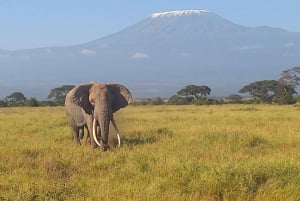 Nairobi : excursion d'une journée au parc national d'Amboseli et au village masaï