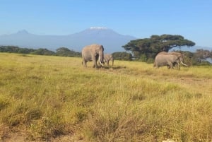 Nairobi : excursion d'une journée au parc national d'Amboseli et au village masaï
