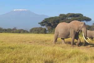 Nairobi : excursion d'une journée au parc national d'Amboseli et au village masaï