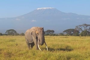Nairobi : excursion d'une journée au parc national d'Amboseli et au village masaï
