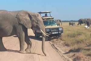 Nairobi : excursion d'une journée au parc national d'Amboseli et au village masaï