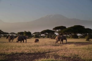 Tagestour zum Amboseli-Nationalpark von Nairobi aus