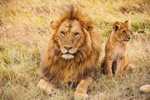 Tagestour zum Amboseli-Nationalpark von Nairobi aus