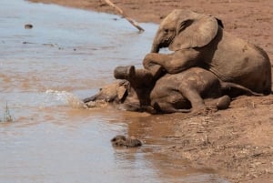 Tagestour zum Amboseli-Nationalpark von Nairobi aus