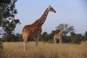 Tagestour zum Amboseli-Nationalpark von Nairobi aus