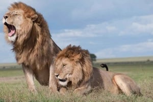 Dagtrip naar Amboseli National Park vanuit Nairobi.