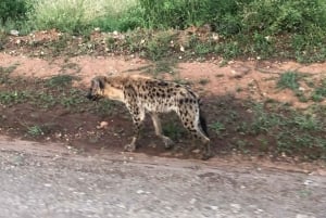 Dagtrip naar Amboseli National Park vanuit Nairobi.