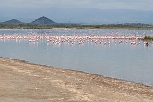 Dagsutflykt till Lake Elementaita & Lake Naivasha från Nairobi