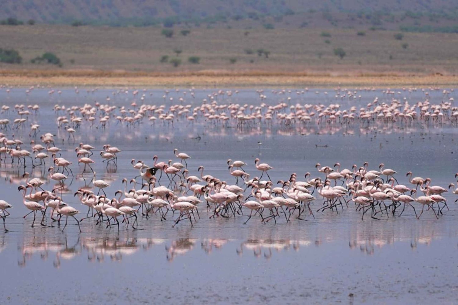 Wycieczka 1-dniowa nad jezioro Magadi z Nairobi