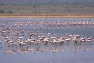 Wycieczka 1-dniowa nad jezioro Magadi z Nairobi