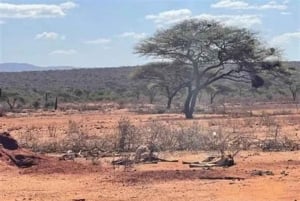 Wycieczka 1-dniowa nad jezioro Magadi z Nairobi