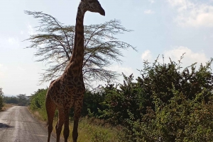 Wycieczka 1-dniowa do Parku Narodowego Jeziora Nakuru z Nairobi