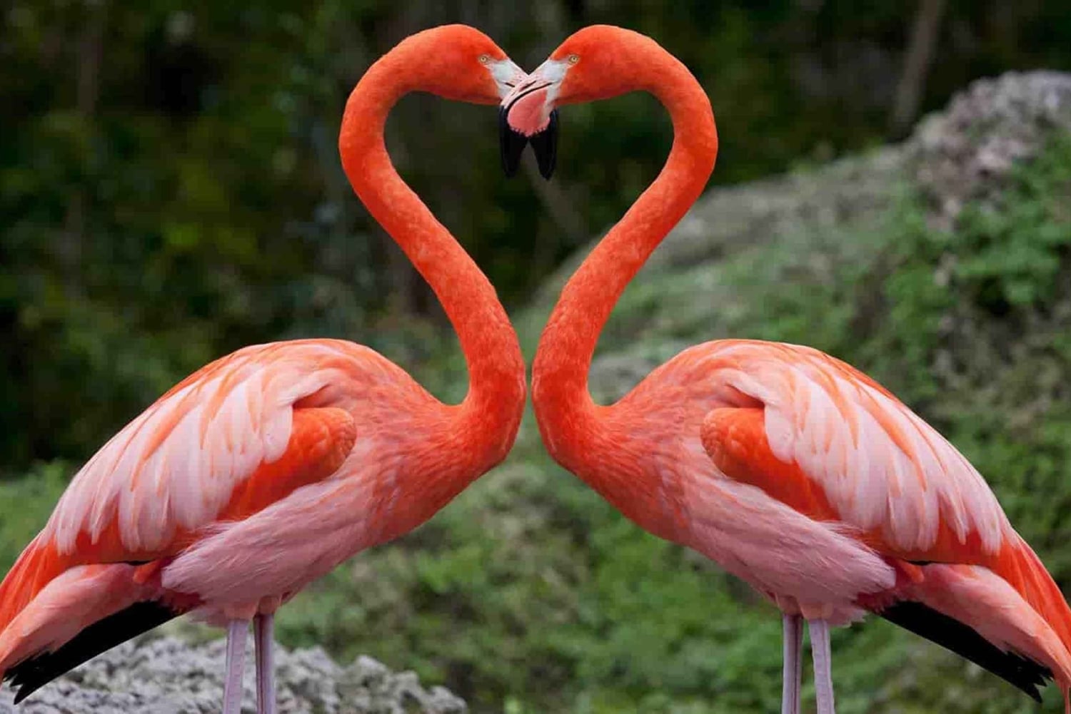 Dagstur til Nakurusøen – se flamingoer, næsehorn og løver