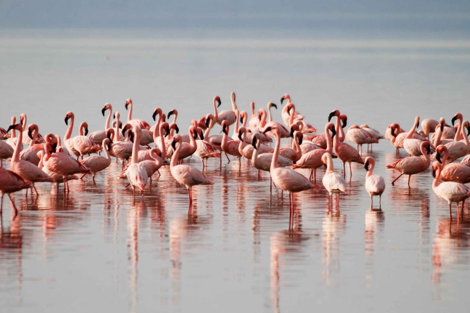Dagstur til Nakurusøen – se flamingoer, næsehorn og løver