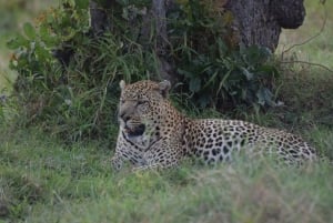 Dagstur til Nakurusøen – se flamingoer, næsehorn og løver