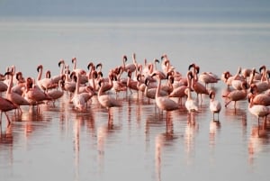 Dagstur til Nakurusøen – se flamingoer, næsehorn og løver