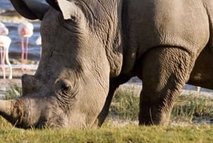 Dagstur til Nakurusøen – se flamingoer, næsehorn og løver