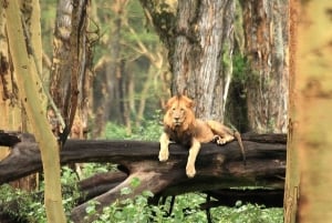 Dagstur til Nakurusøen – se flamingoer, næsehorn og løver