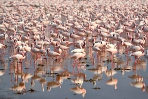 Dagstur til Nakurusøen – se flamingoer, næsehorn og løver