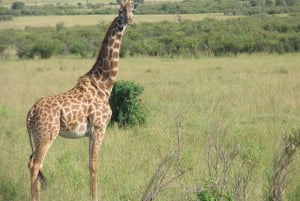 Excursion d'une journée à Masai Mara et déjeuner pique-nique depuis Nairobi