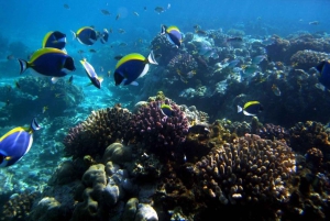 Day trip to Wasini islands from Diani