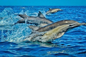 Day trip to Wasini islands from Diani