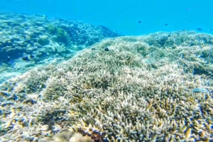 Day trip to Wasini islands from Diani