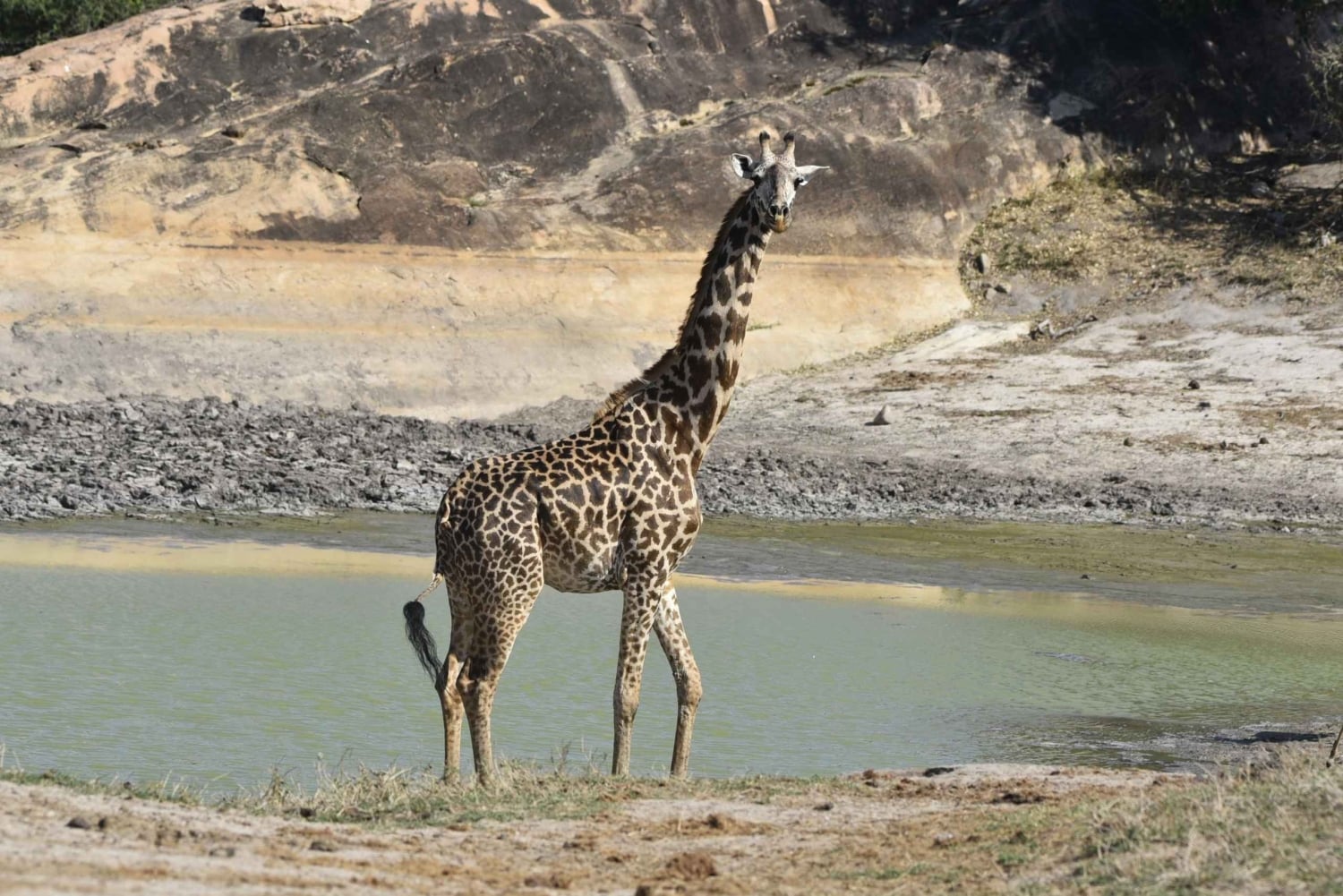 Diani: 3 dage i Arabuko Sokoke-skoven og Tsavo East Safari