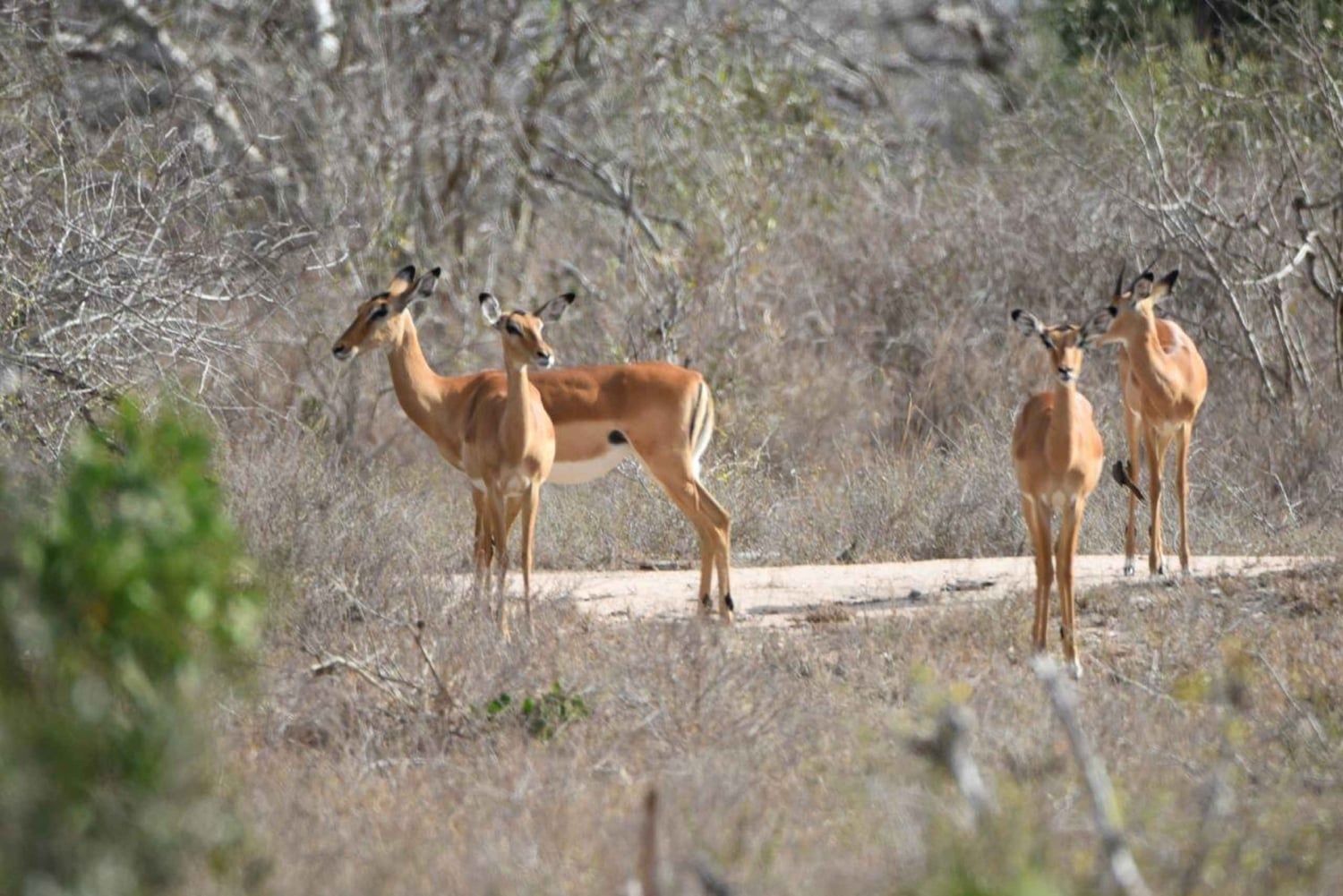 Diani: 3 dage i Arabuko Sokoke-skoven og Tsavo East Safari