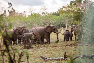 Diani: 3 dage i Arabuko Sokoke-skoven og Tsavo East Safari