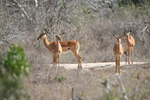 Diani: 3 dage i Arabuko Sokoke-skoven og Tsavo East Safari